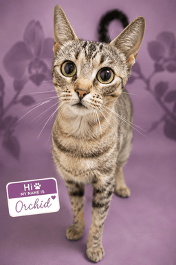 Orchid Fcid  -  Trainer image 2