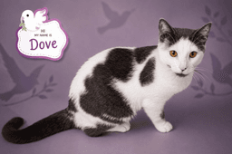 Dove Fcid  -  Trainer image 1