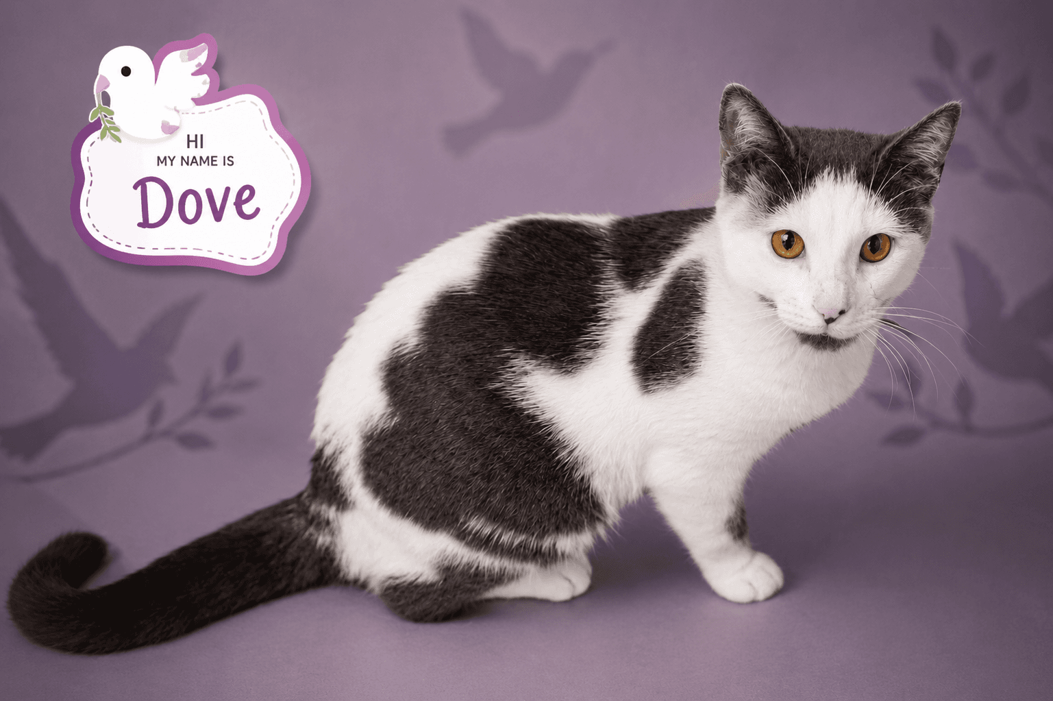 Dove Fcid  -  Trainer - Domestic Short Hair