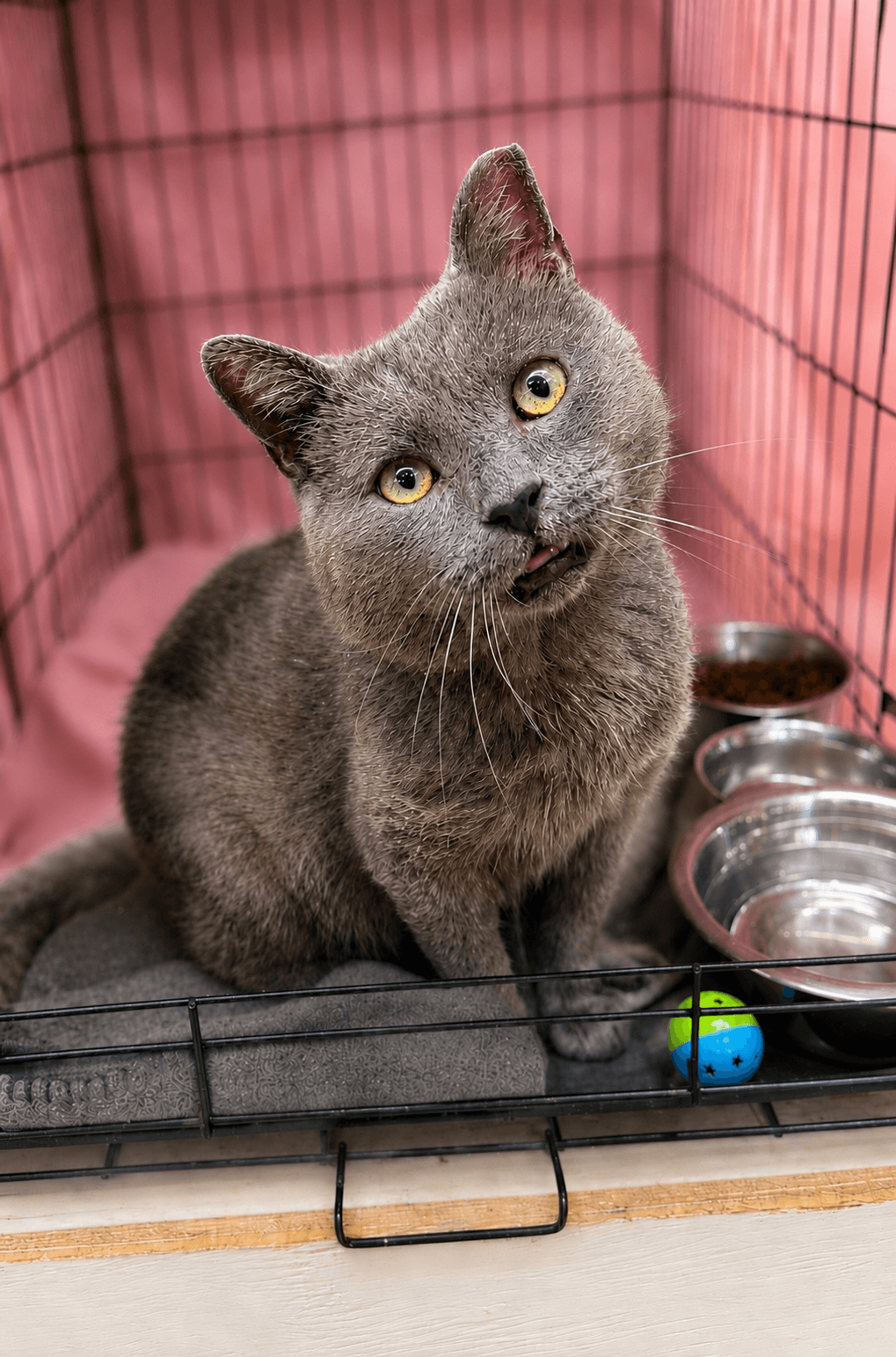 Bergamot Fcid  - - Russian Blue