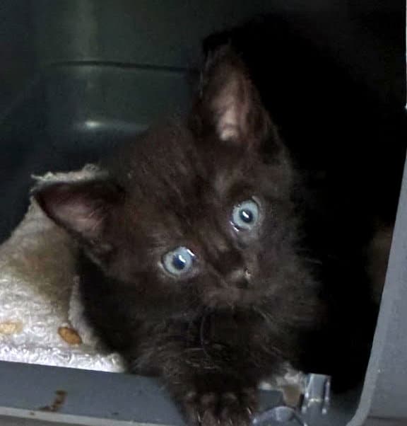 Rhett Fcid  -  C - Domestic Short Hair