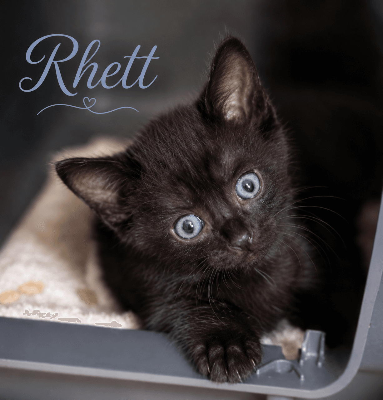 Rhett Fcid  -  C - Domestic Short Hair