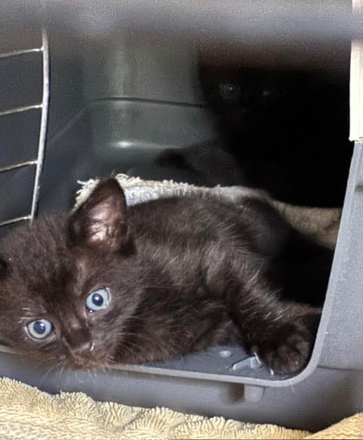 Blue Fcid  -  C - Domestic Short Hair