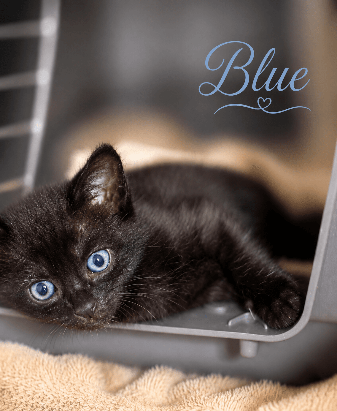 Blue Fcid  -  C - Domestic Short Hair