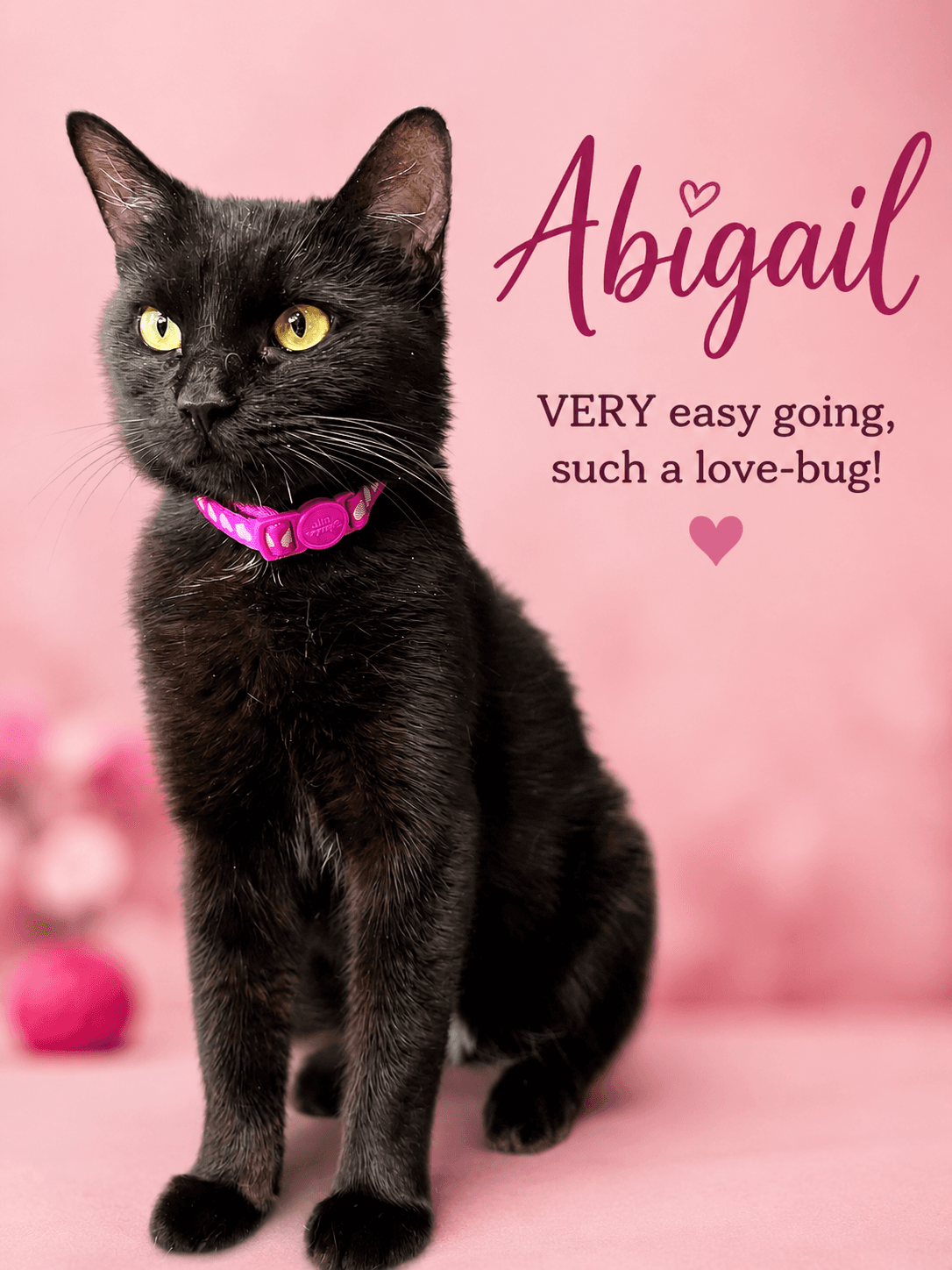 Abigail Fcid  -  Willow Grove - Domestic Short Hair