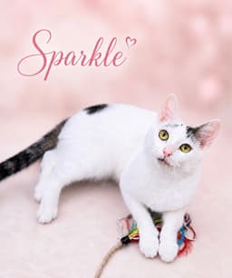 Sparklefcid  - image 1