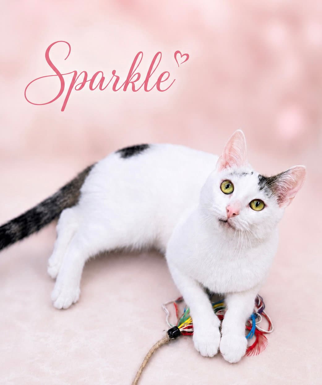 Sparklefcid  - - Domestic Short Hair