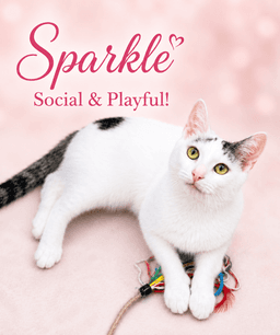Sparklefcid  - image 1