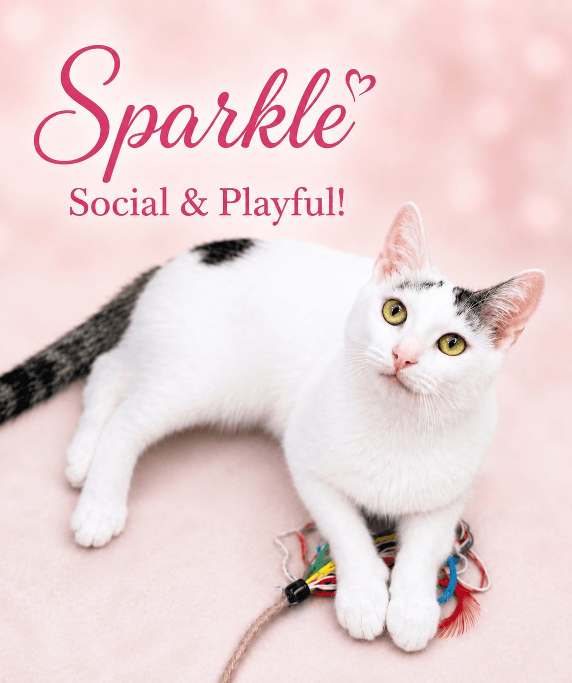Sparklefcid  -