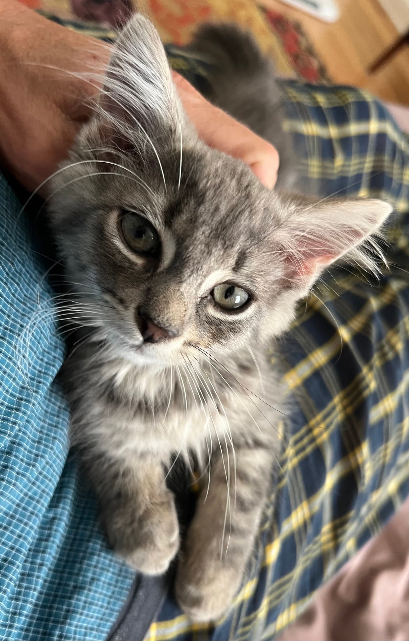 Jason Fcid- Christiana Ps - Domestic Short Hair
