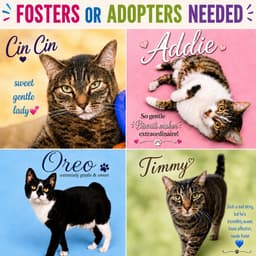 Fosters Requested For Male And Female Adult Cats image 1