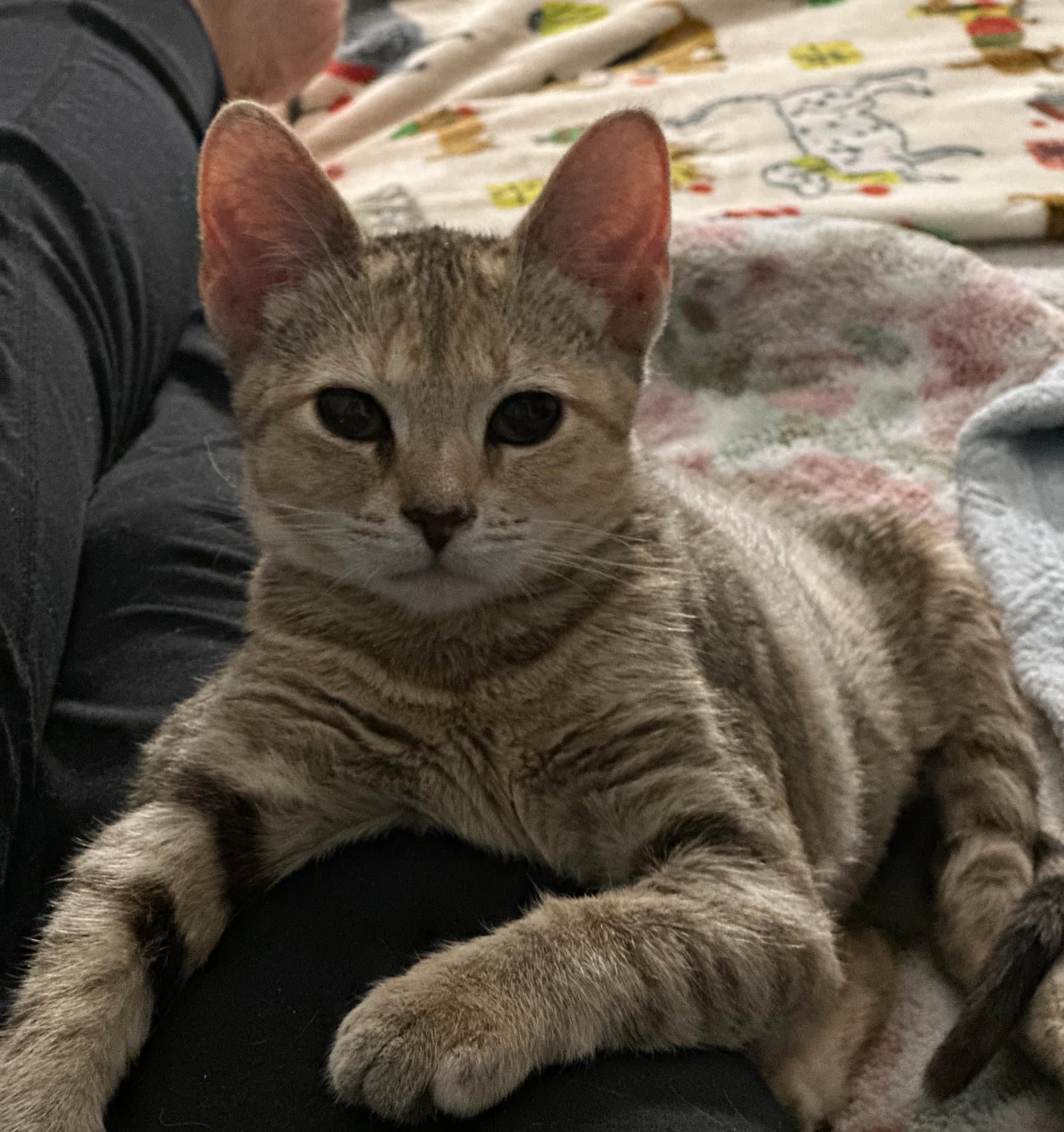 Derby Fcid  - - Tabby