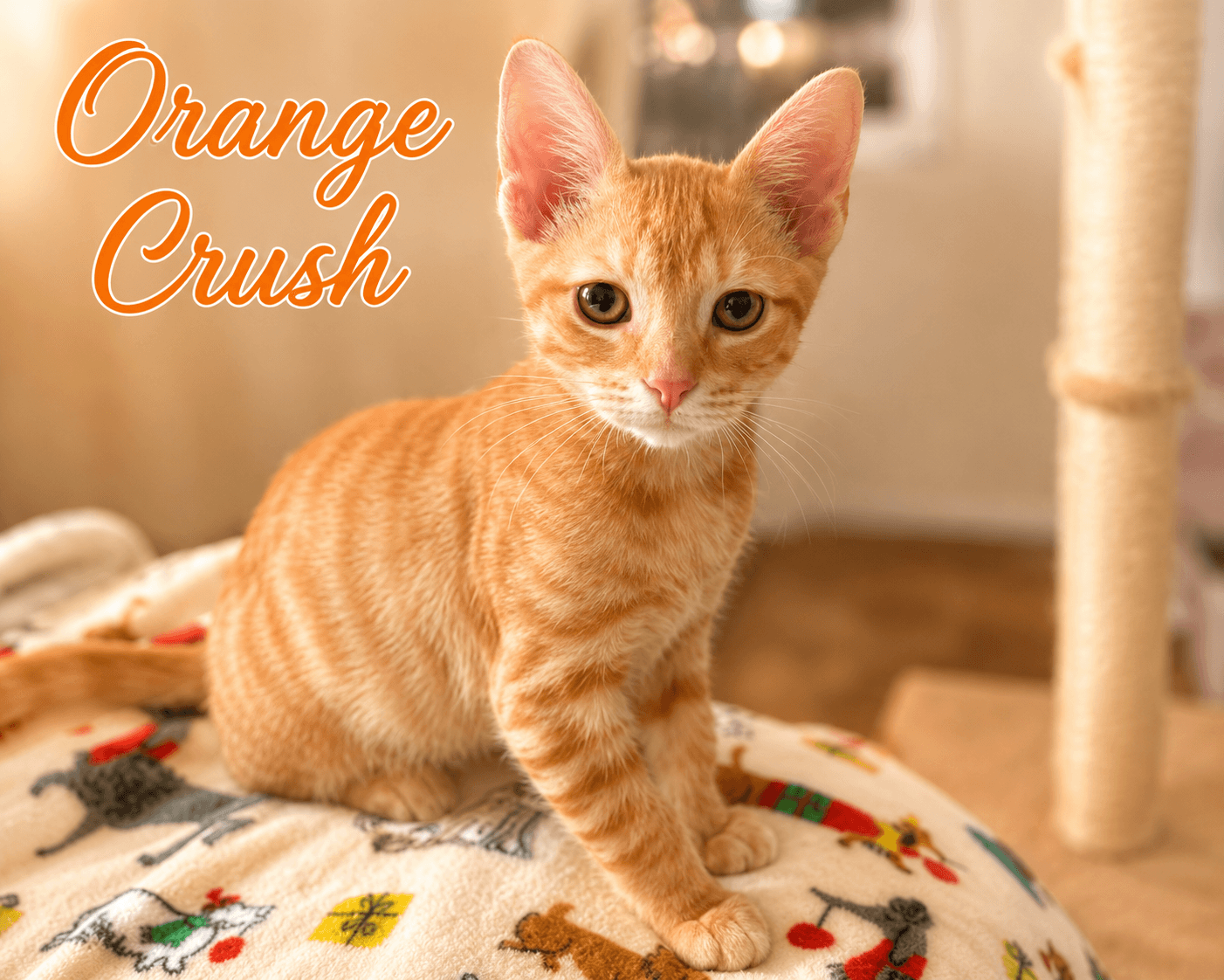 Orange Crush Fcid  -  C - Tabby