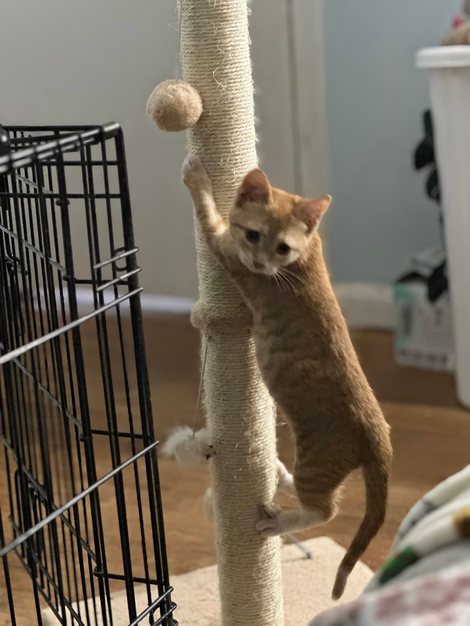 Mimosa Fcid  -  C - Tabby