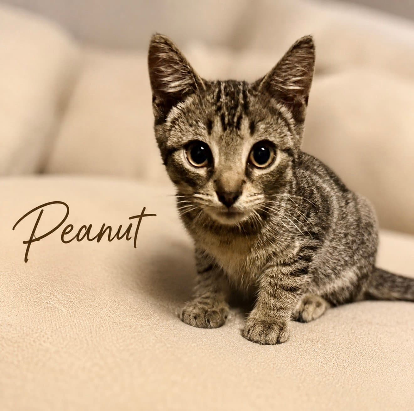Peanut Fcid - - Tabby