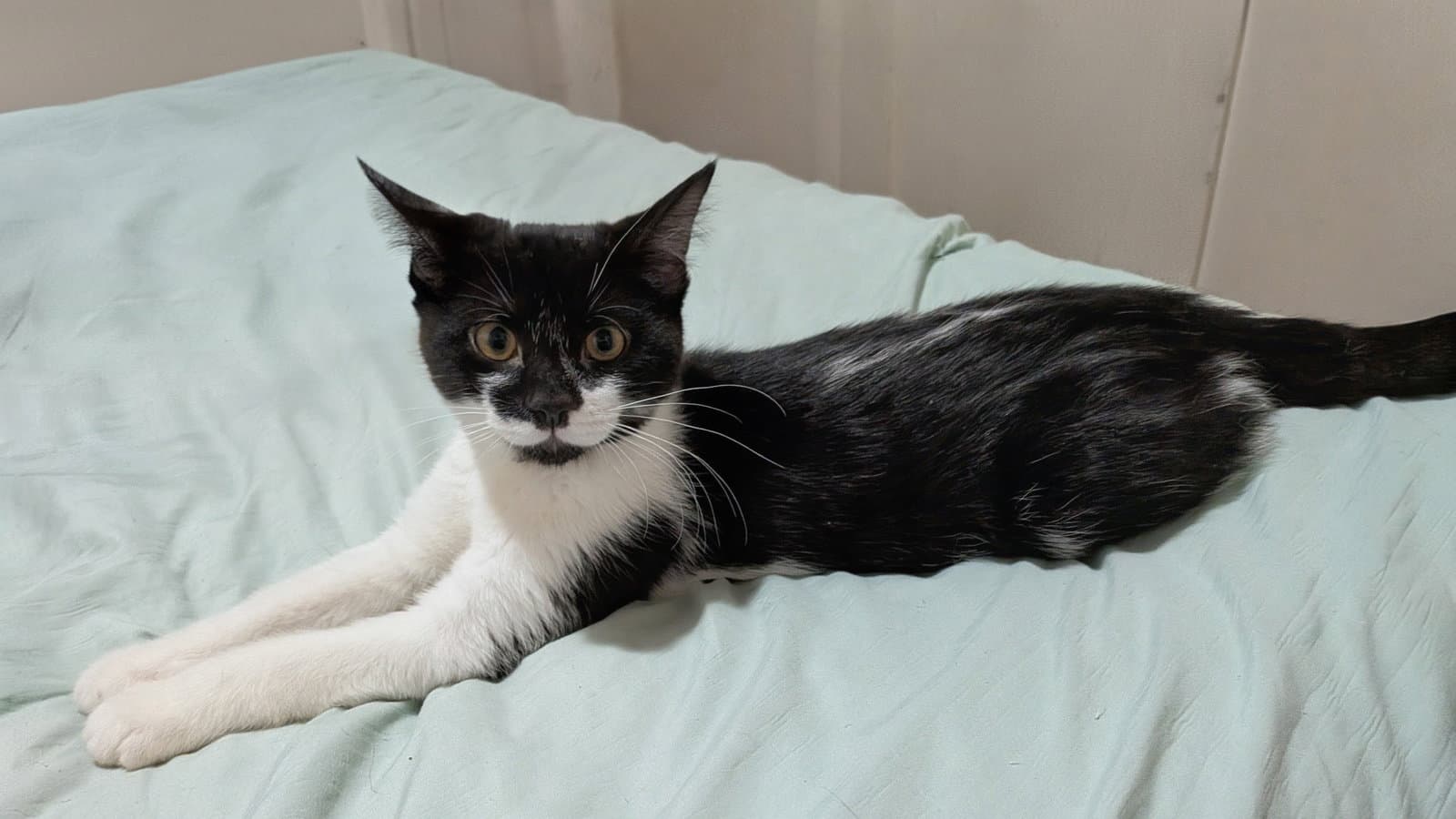 Sugar Willow Grove Area Fcid - - Domestic Short Hair