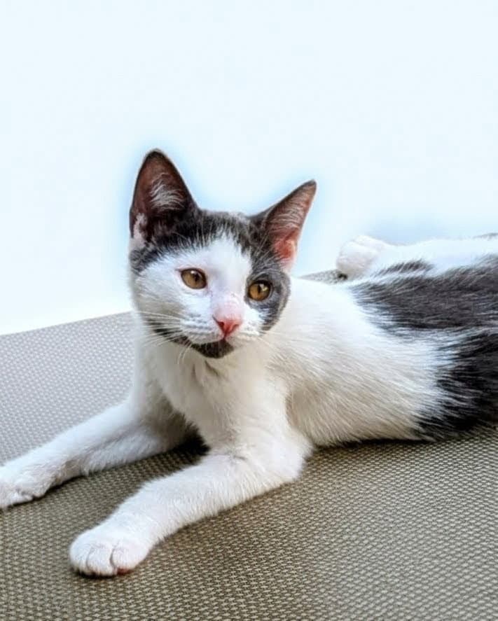 Spice Willow Grove Area Fcid - - Domestic Short Hair