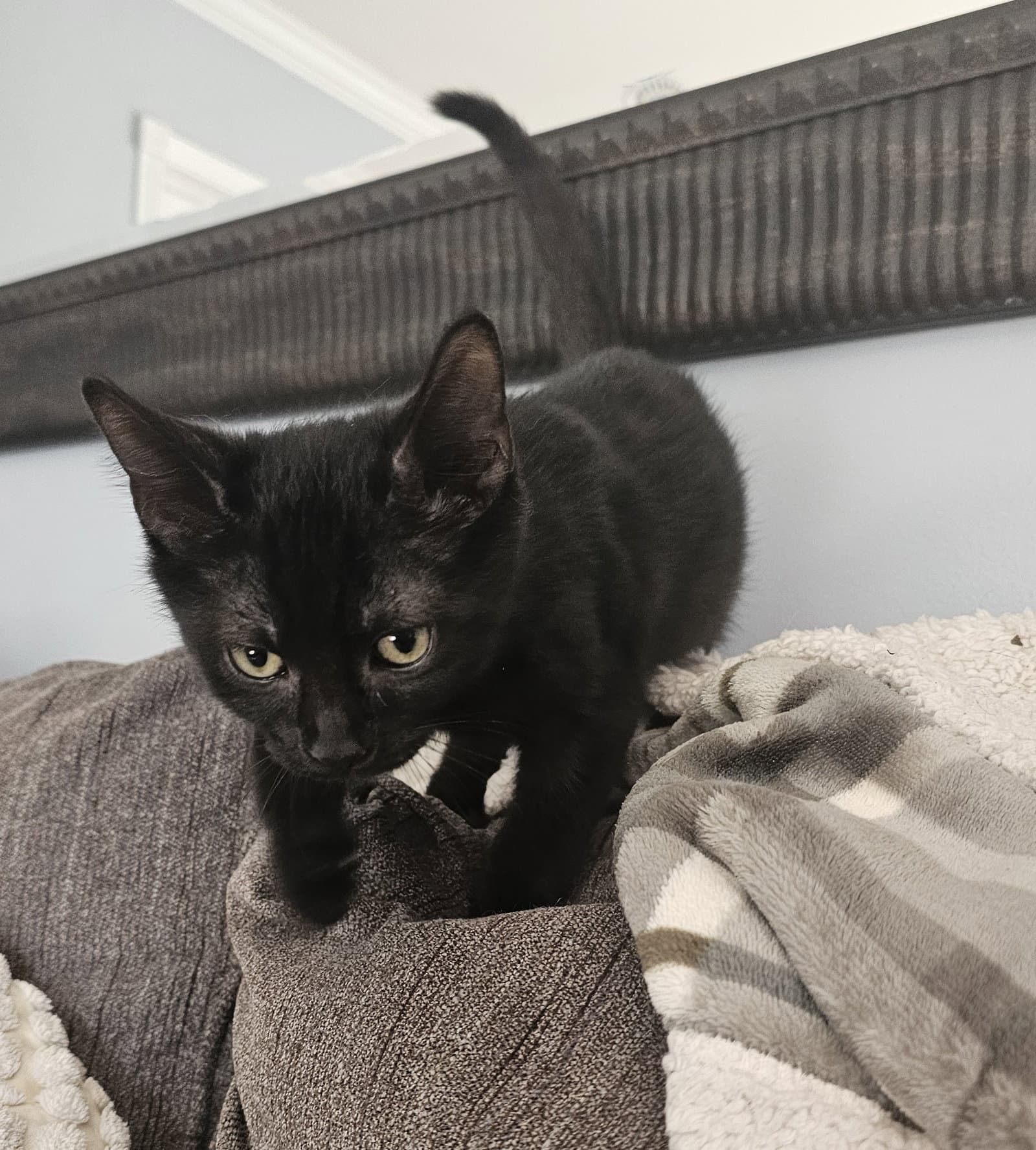 Coco Willow Grove Area Fcid - - Domestic Short Hair