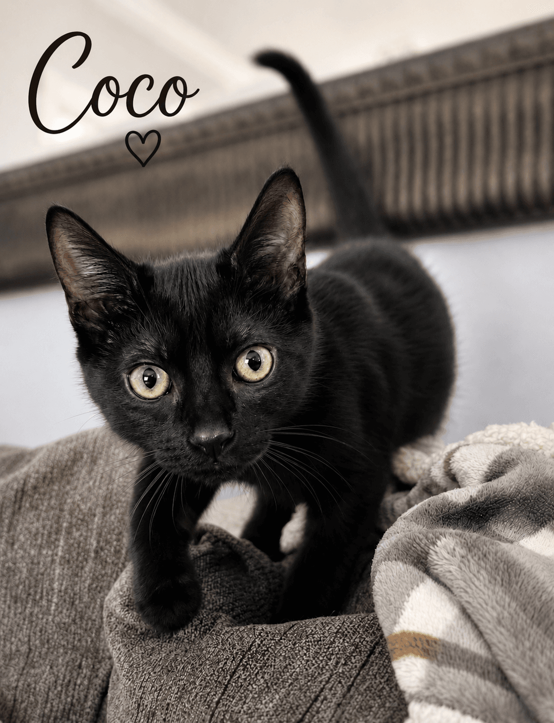 Coco Willow Grove Area Fcid - - Domestic Short Hair