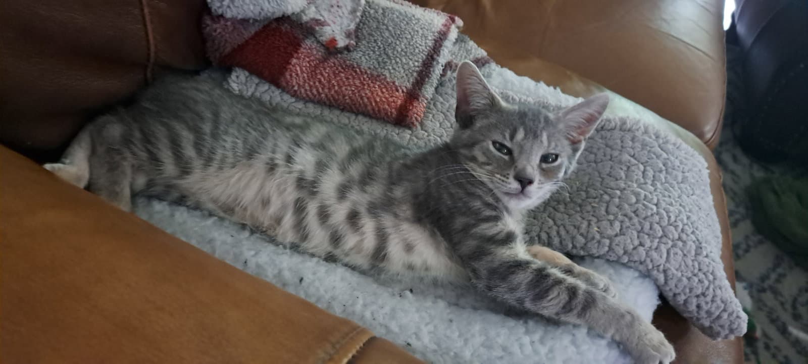 Taylor Willow Grove Area Fcid - - Domestic Short Hair