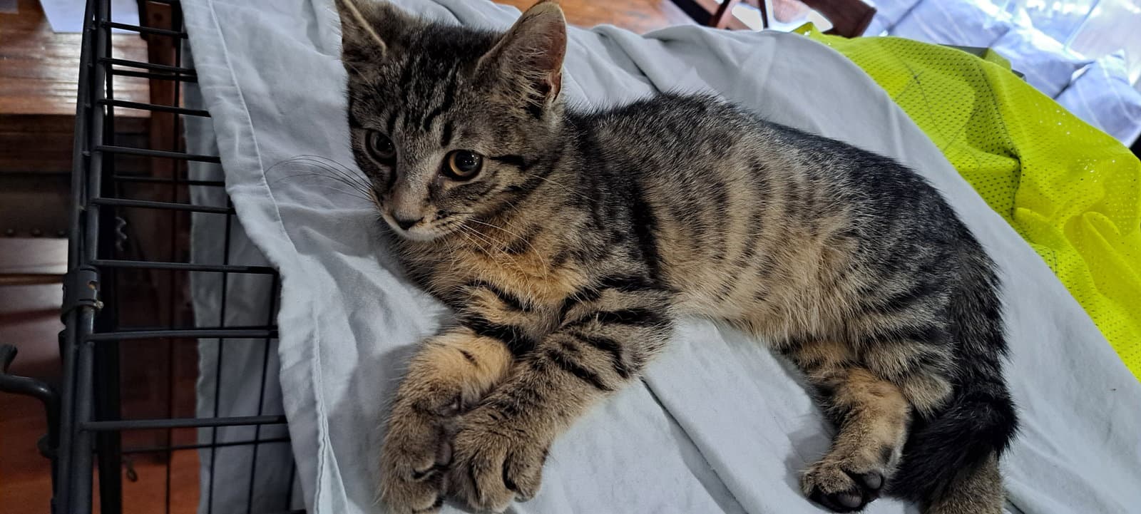 Travis Willow Grove Area Fcid - - Domestic Short Hair