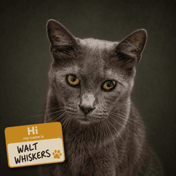 Walt Whiskers Fcid  -  Trainer image 2