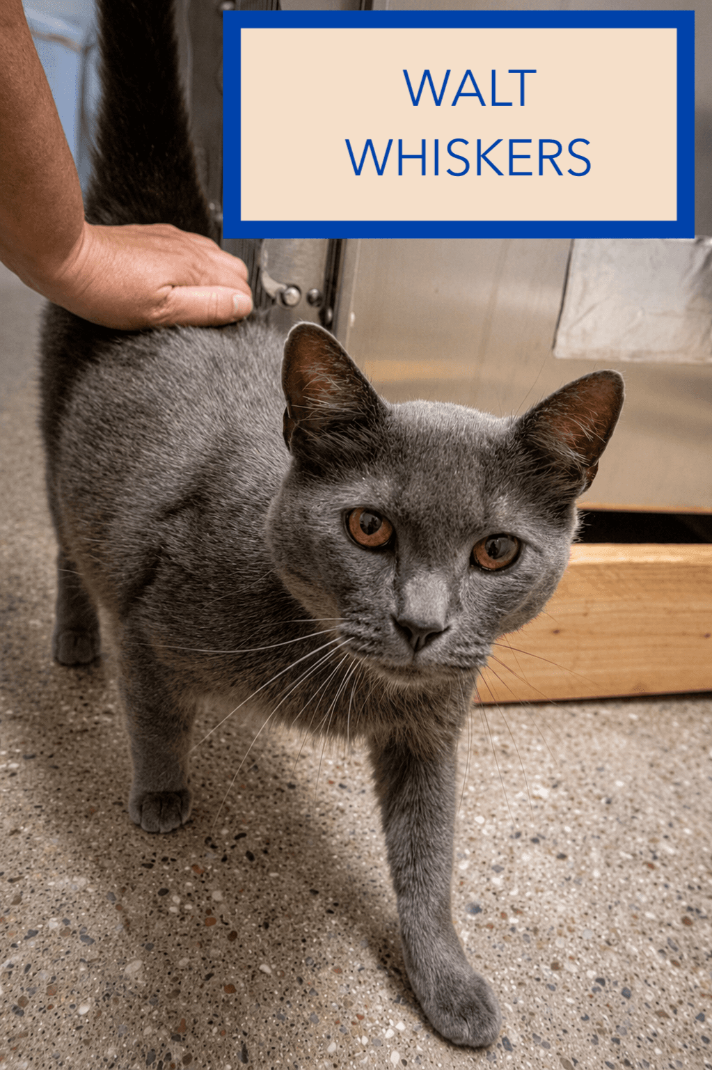 Walt Whiskers Fcid  -  Trainer - Domestic Short Hair