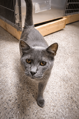 Walt Whiskers Fcid  -  Trainer image 3