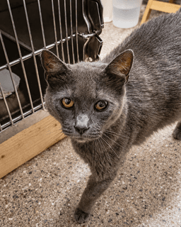 Walt Whiskers Fcid  -  Trainer image 4