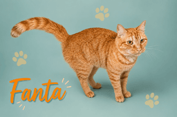 Fanta Fcid  -  Trainer image 1