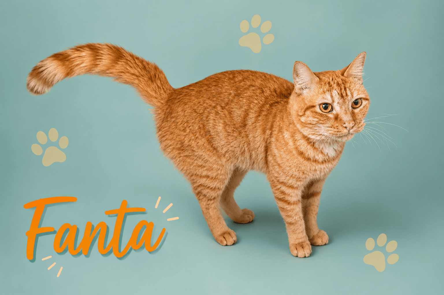 Fanta Fcid  -  Trainer - Tabby