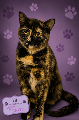 Plum Fcid  -  Trainer image 1