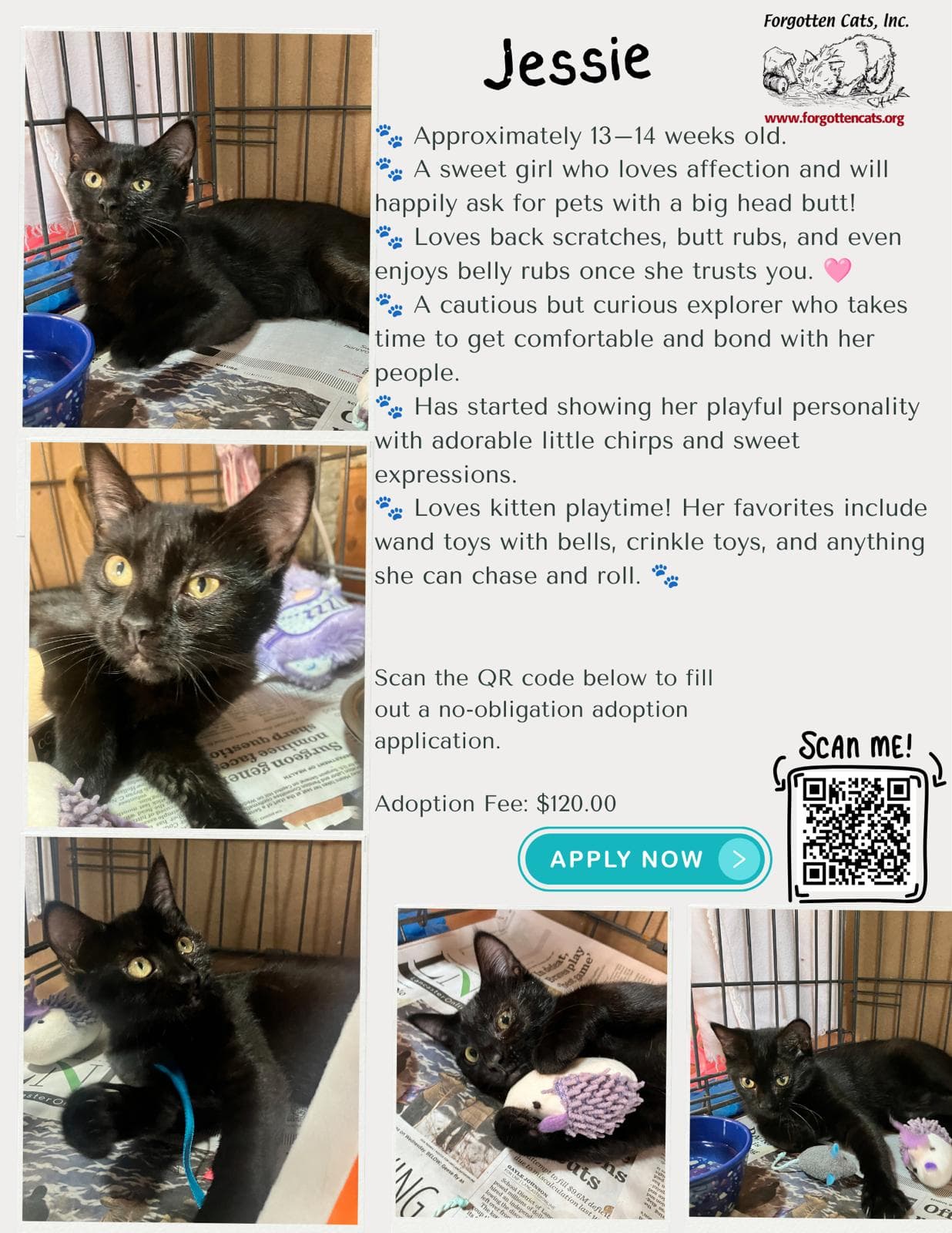Jessie Fcid  -  Millsboro Ps - Domestic Short Hair