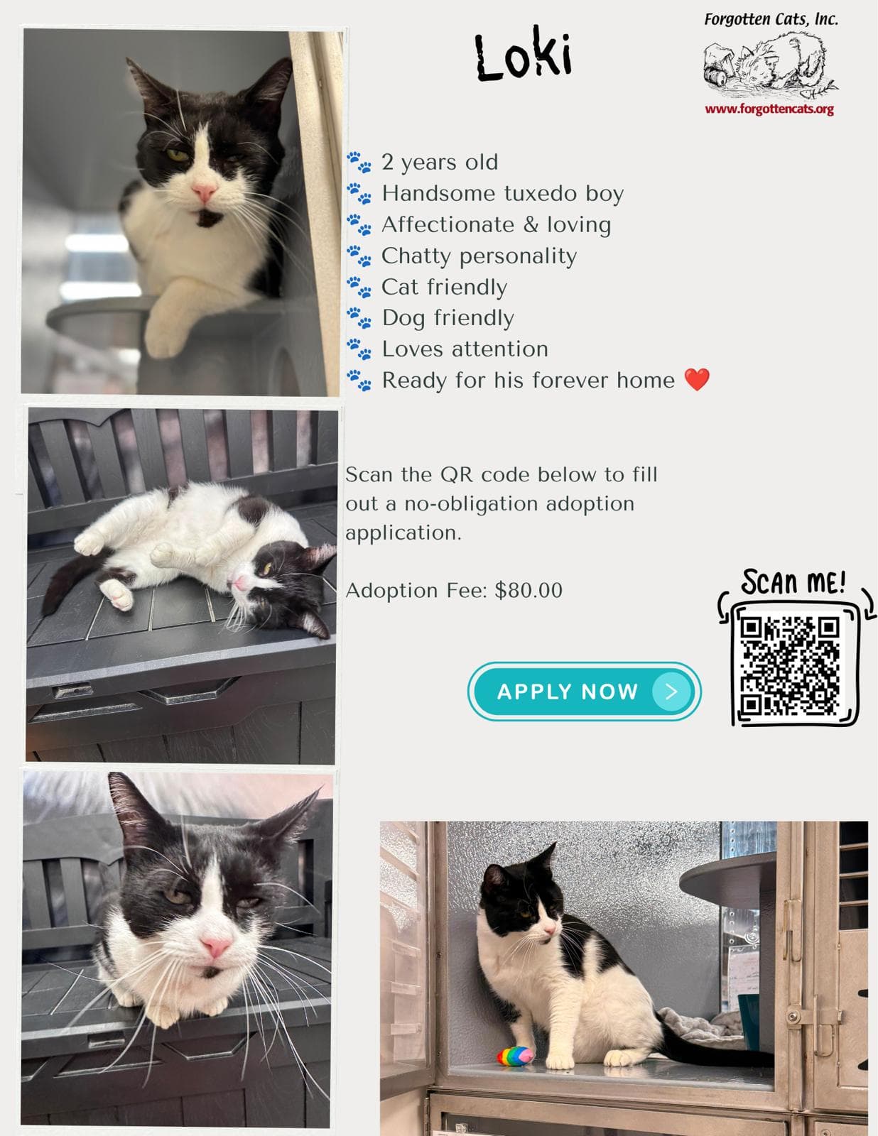 Loki Fcid  -  Millsboro Ps Dc - Domestic Short Hair