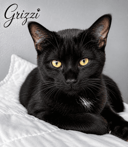Grizzi Fcid  -  West Chester Ps image 1
