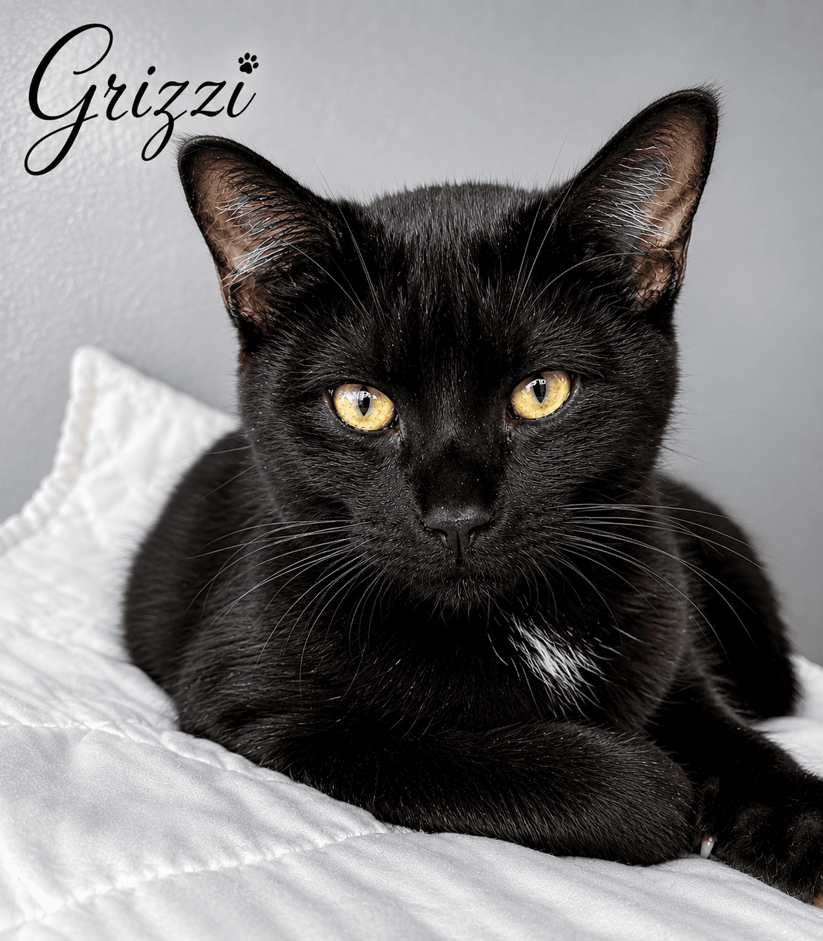 Grizzi Fcid  -  West Chester Ps - Domestic Short Hair