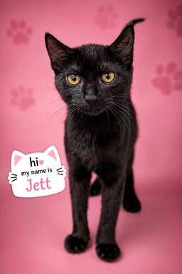 Jett F Fcid  - image 1