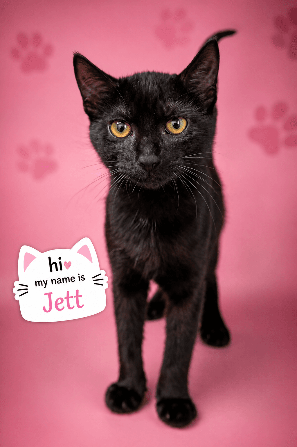 Jett F Fcid  - - Domestic Short Hair
