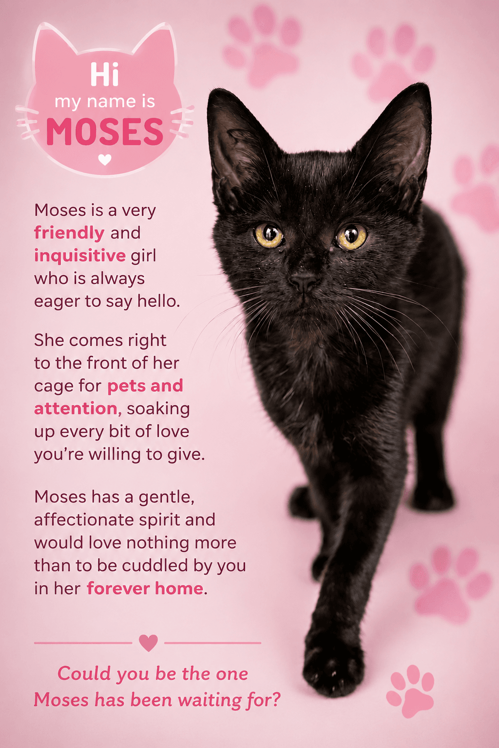 Moses F Fcid  - - Domestic Short Hair