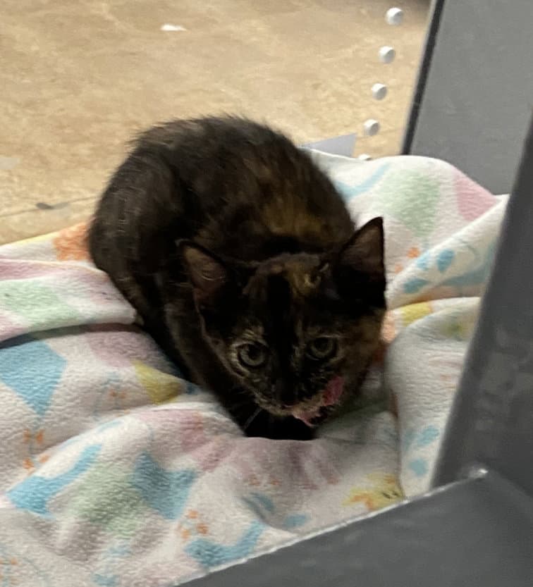 Topaz Fcid  -  West Chester Petsmart