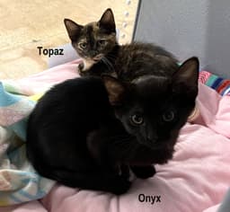 Topaz Fcid  -  West Chester Petsmart image 2
