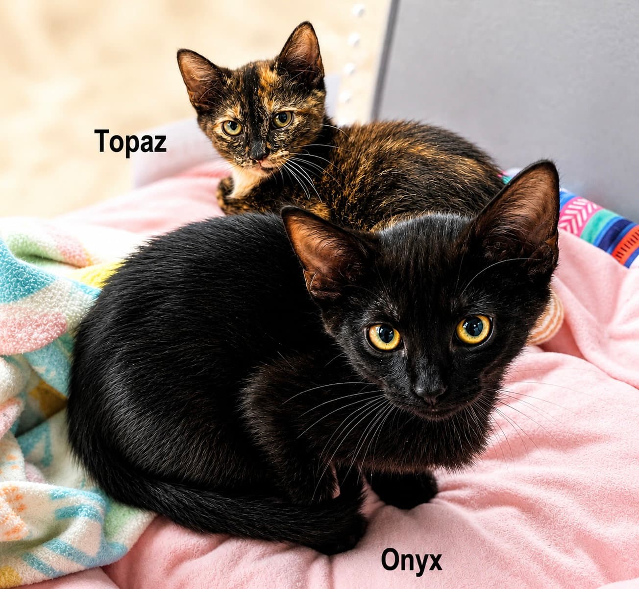 Topaz Fcid  -  West Chester Petsmart - Tortoiseshell