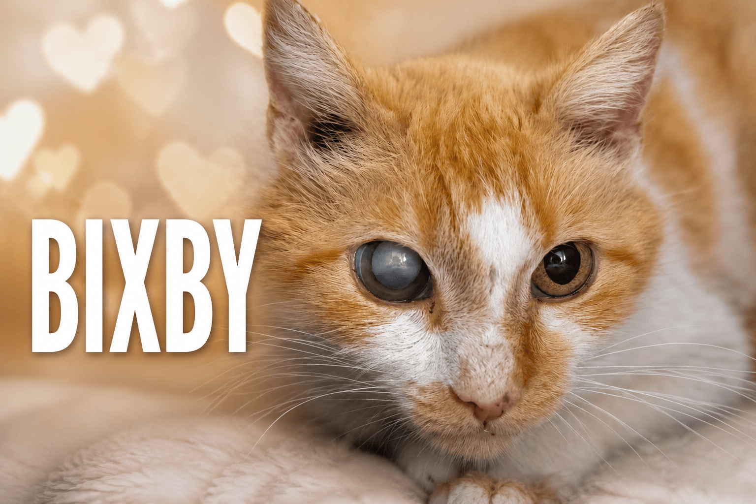 Bixby Foster Requested Fcid - Trainer - Tabby