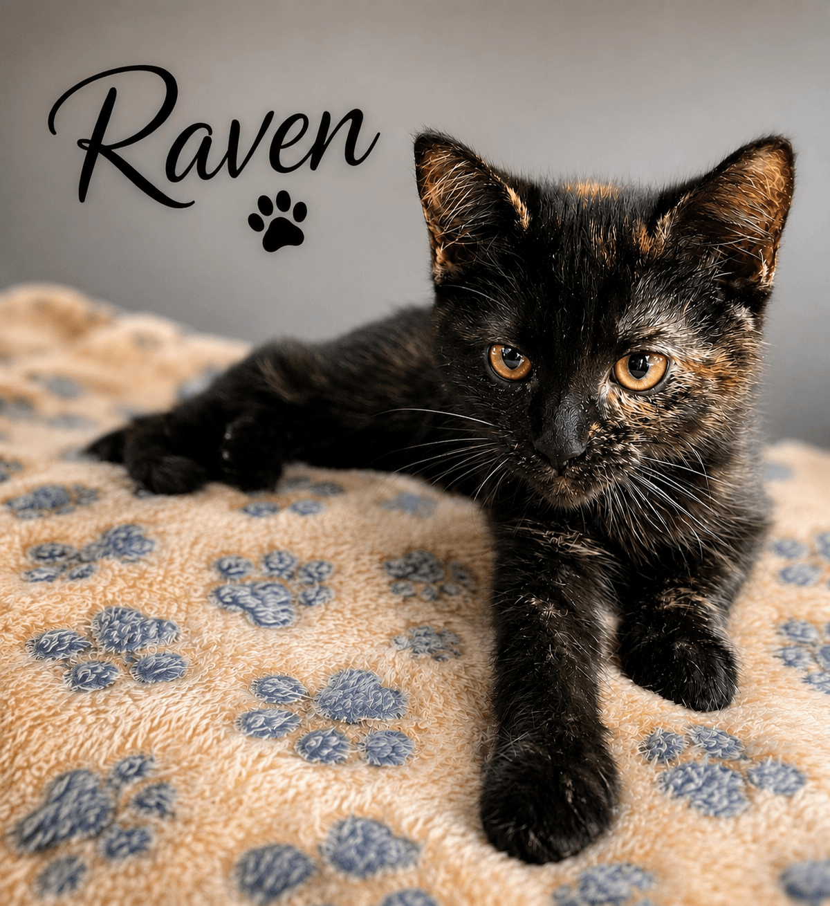 Raven  Fcid  -  West Chester Ps - Tortoiseshell
