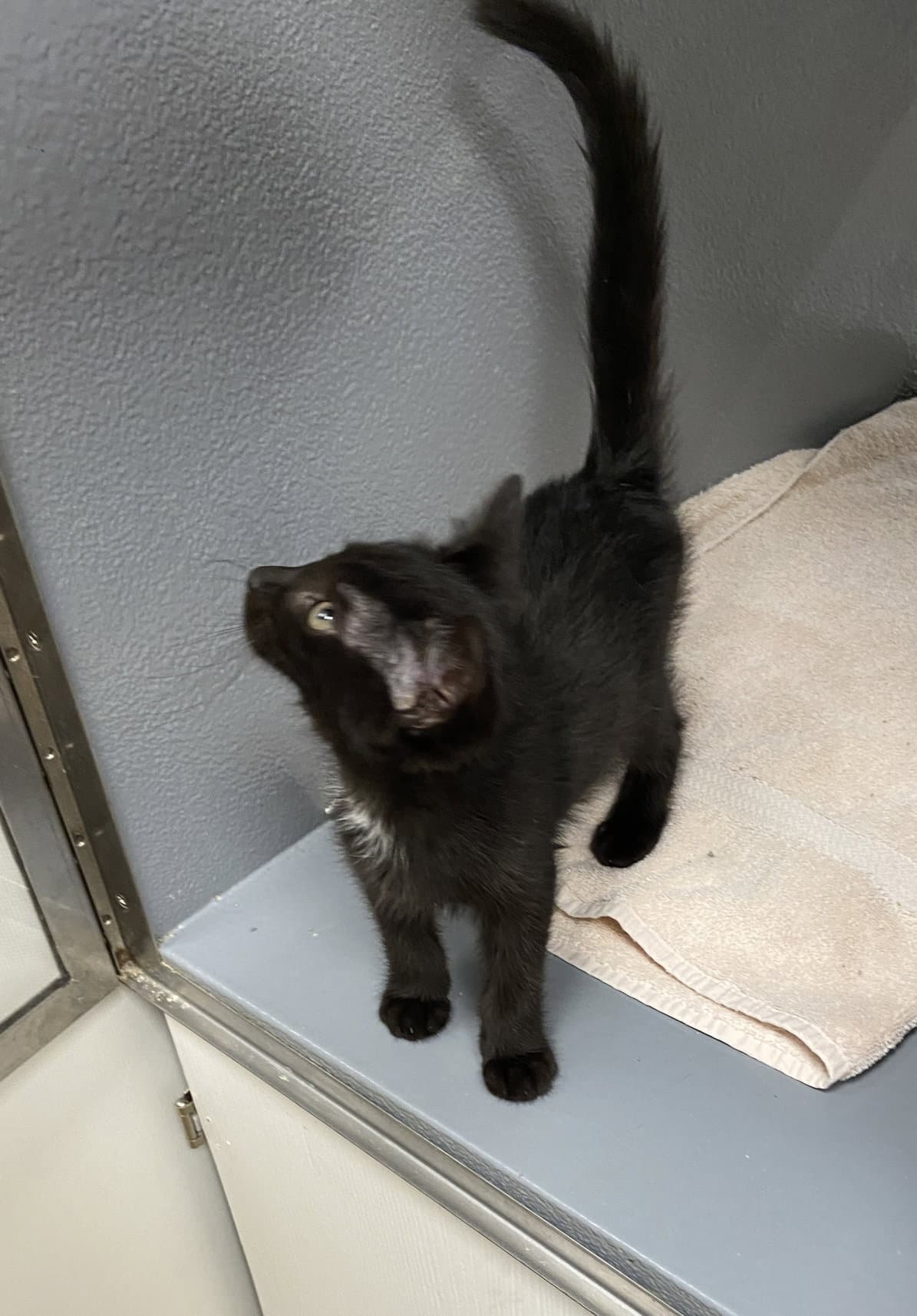 Rocky Fcid  -  West Chester Petsmart - Domestic Short Hair