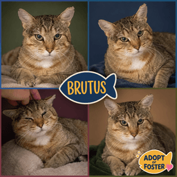 Brutus Fcid  -  Trainer image 1