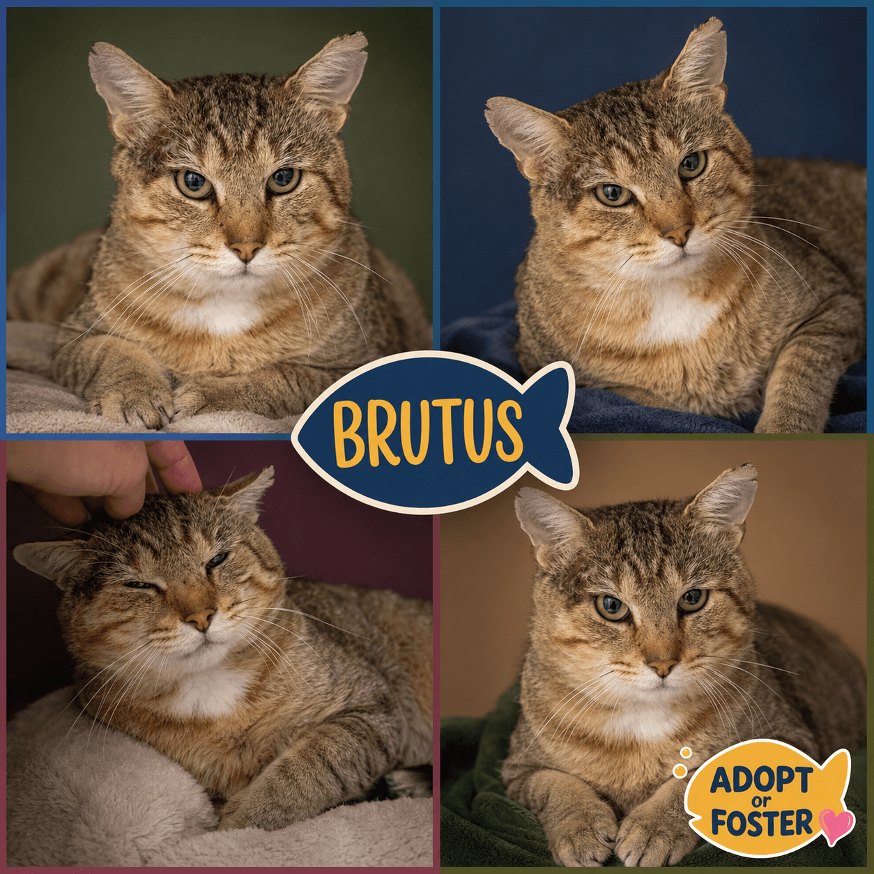 Brutus Fcid  -  Trainer