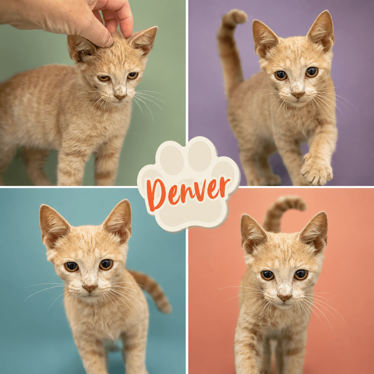 Denver Foster Request Fcid - Trainer - Tabby