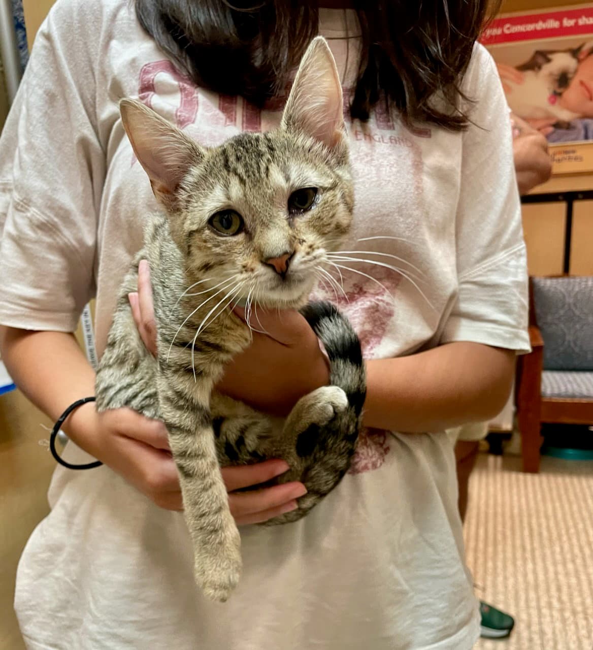 Roo Fcid  -  Glen Mills Ps - Domestic Short Hair