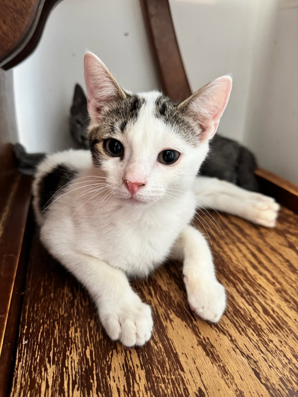 Biggie Fcid  -  Glen Mills Ps - Domestic Short Hair